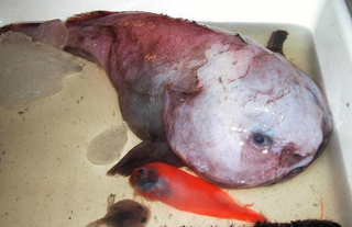 Illustration for article titled These Sea Creatures Are Clearly From Outer Space